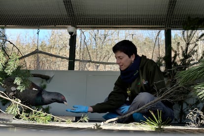 Sonia Domínguez, bióloga del Centro de Cría del Urogallo de Valsemana (León), alimenta a una cría.