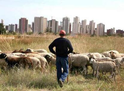 Nicolás Galdón, con su rebaño, con la ciudad de Benidorm al fondo