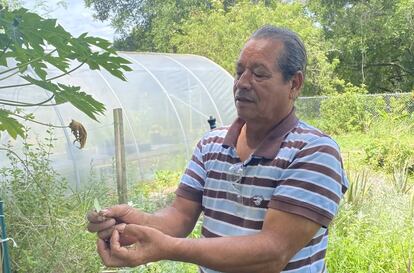Jesús Morales considera a las plantas como la moringa, que se usa en México para tratar una variedad de dolencias, como “el regalo de Dios”.
