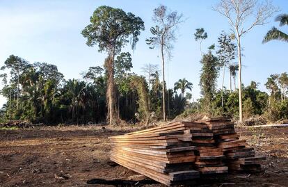 Tábuas de madeira obtidas em desmatamento ilegal na zona protegida.