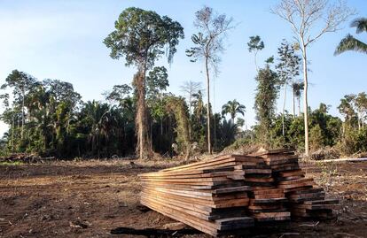 Tablones de madera conseguidos en una tala ilegal en la zona protegida.