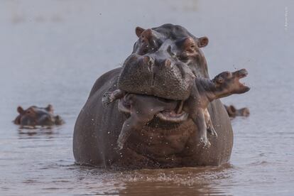 Un madre hipopótamo lleva en su boca a un bebé en el lago Kariba (Zimbabue). El infanticidio entre los hipopótamos es raro, pero puede ser el resultado del estrés causado por el hacinamiento cuando se secan las piscinas en las que descansan durante el día.
