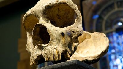 Cráneo neandertal expuesto en el Museo de Historia Natural de Londres.