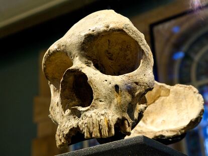 Cráneo neandertal expuesto en el Museo de Historia Natural de Londres.