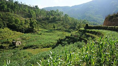 Plantaciones de maíz en los alrededores de Pipaldanda (Distrito de Sindhupalchok).