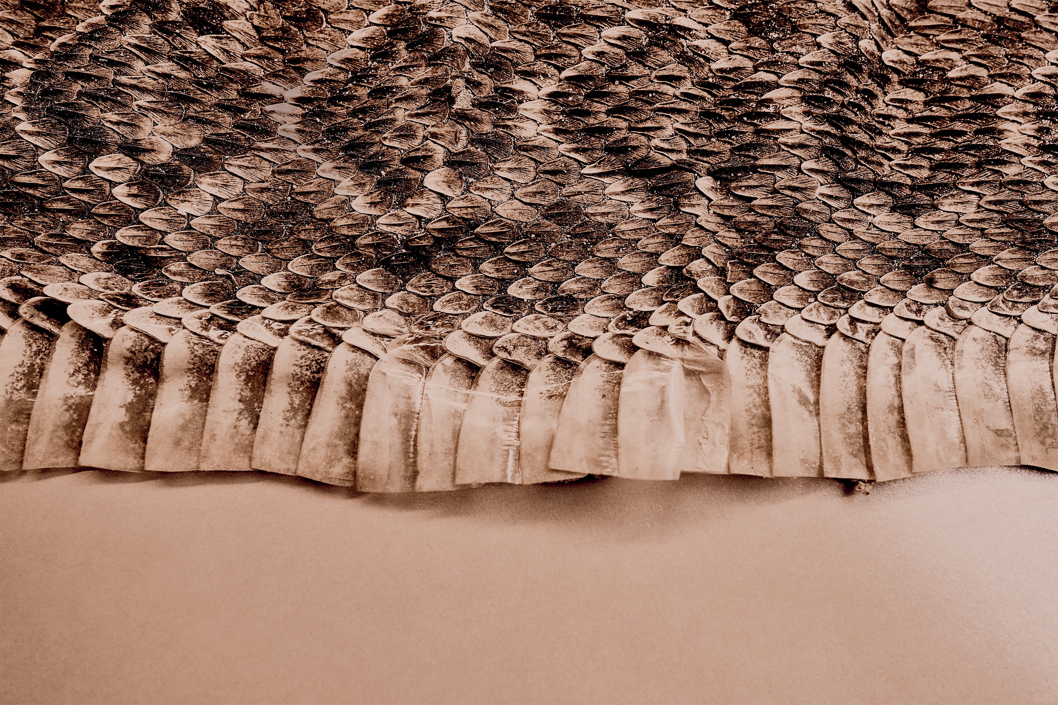 Imagen perteneciente a 'El rastro de la serpiente'.