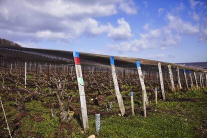 Viñedos de Louis Roederer en la Champaña francesa.