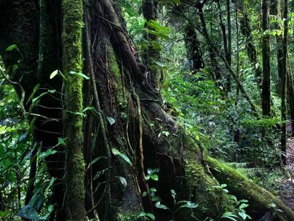 Dos excursionistas pasean por el Bosque Eterno de los Niños de Costa Rica.