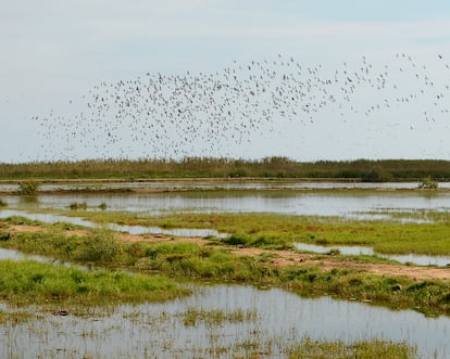 Las aves sobrevuelan las lagunas del Illa de Buda, en el Delta de l'Ebre.