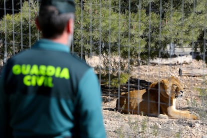 Un agente de la Guardia Civil en las instalaciones de AAP Primadomus en Villena (Alicante), un centro de rescate y rehabilitación de mamíferos exóticos no domésticos.