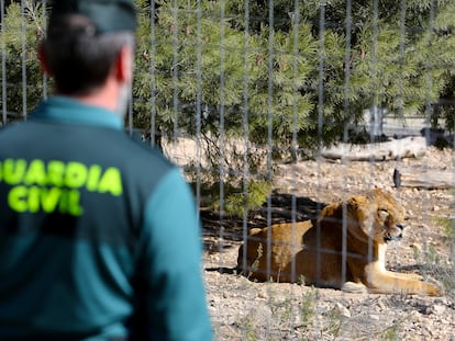 Un agente de la Guardia Civil en las instalaciones de AAP Primadomus en Villena (Alicante), un centro de rescate y rehabilitación de mamíferos exóticos no domésticos.