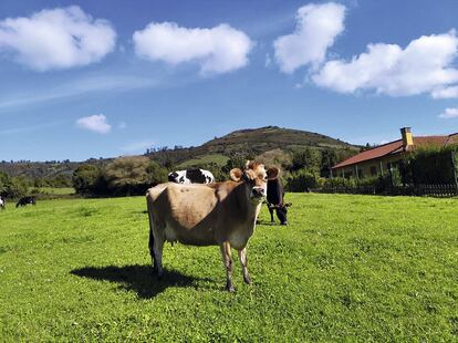 Yaiza Rimada fundó la empresa La Saregana hace más de 20 años. Hoy pertenece a la Asociación de queseros artesanos de Asturias. 