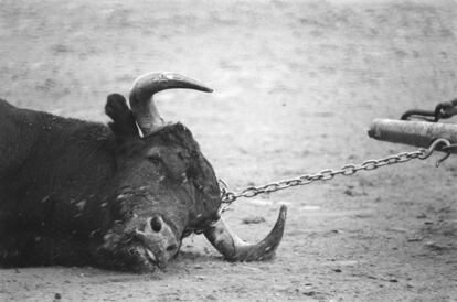 Un toro es arrastrado por las mulillas, durante la Feria de Fallas de Valencia de 1989.