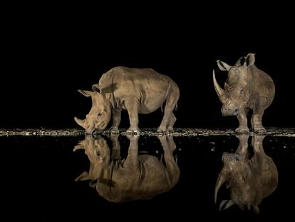 Reflejos de vida salvaje