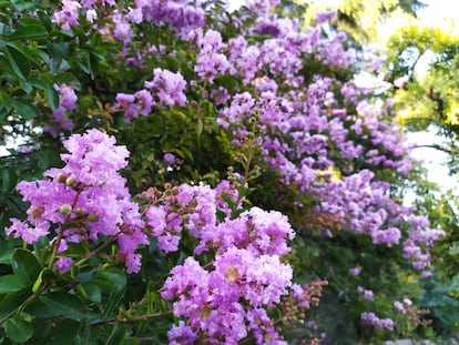 Lagerstroemia en la Quinta de Fuente del Berro.