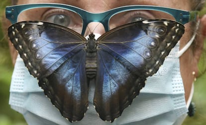 Una mariposa se posa en la cara de una mujer con mascarilla, en el Parque de Mariposas Alaris en Lutherstadt Wittenberg (Alemania).