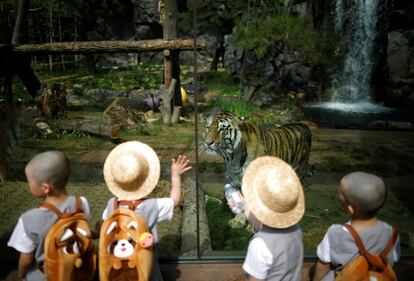 Un grupo de chicos que experimentan la vida de los monjes budistas al permanecer en un templo durante dos semanas como monjes novatos, miran a un tigre en el parque de atracciones Everland en Yongin (Corea del Sur). 