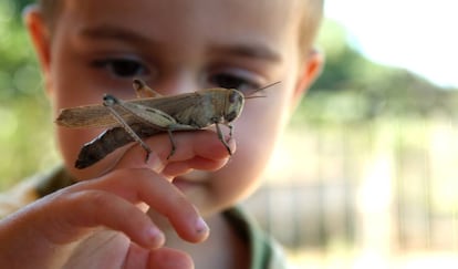 Quase um ter&ccedil;o das esp&eacute;cies de ort&oacute;pteros (como gafanhotos, grilos ou cigarras) est&aacute; amea&ccedil;ado, algumas em perigo de extin&ccedil;&atilde;o.