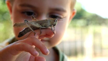 Quase um ter&ccedil;o das esp&eacute;cies de ort&oacute;pteros (como gafanhotos, grilos ou cigarras) est&aacute; amea&ccedil;ado, algumas em perigo de extin&ccedil;&atilde;o.