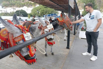 Un turista acaricia a un burro-taxi de Mijas, este martes.