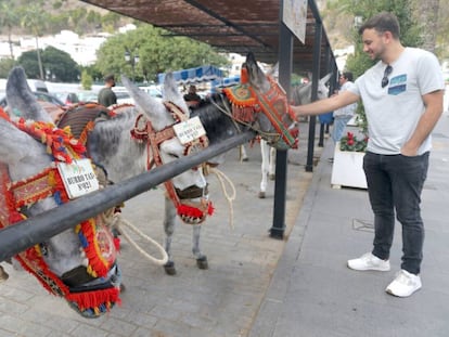 Un turista acaricia a un burro-taxi de Mijas, este martes.