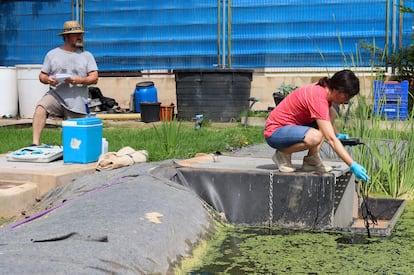 Miguel Martín coloca las muestras de los humedales artificiales, mientras su compañera Carmen Hernández toma datos en el agua la urbanización Los Monasterios (Puçol Valencia), a principios de julio.
