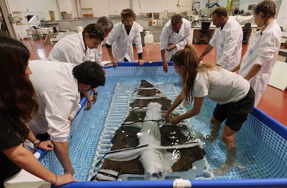 Extracción del mar del barco de época fenicia hundido en Mazarrón. Foto de la Universidad de Valencia.