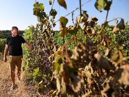 Un viticultor, en unos viñedos de Sussargues, cerca de Montpellier (Francia). 