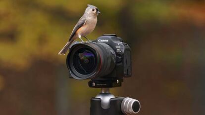 Cámara Canon EOS R6 III en exterior