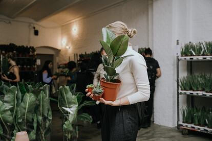 Maison Bouture, el espacio efímero de plantas de interior y exterior que se celebra periódicamente en Madrid. 