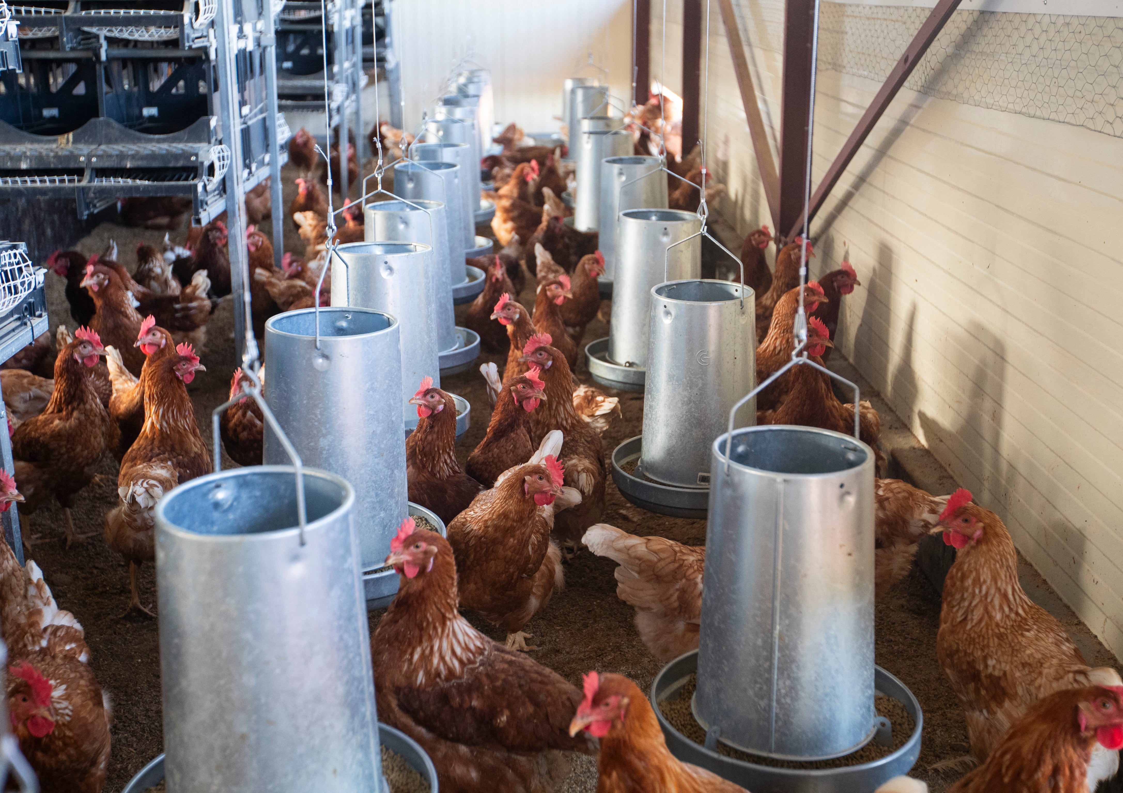 Gallinas en una granja de Marratxí, en la isla de Mallorca.        
