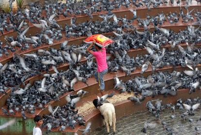 Un hombre carga con un saco de pienso mientras camina entre una multitud de palomas en Bombay, India.