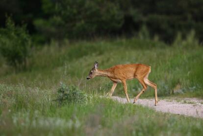 Un ciervo cruza la carretera en un bosque cerca de la aldea de Krutilavichy, Bielorrusia.