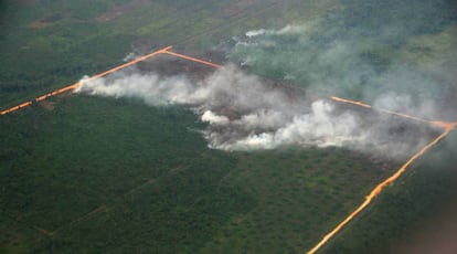 Plantación de palmas aceiteras en Indonesia.