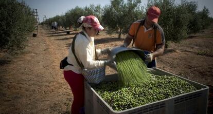 Labores de recolección de aceitunas en una finca de Sevilla.