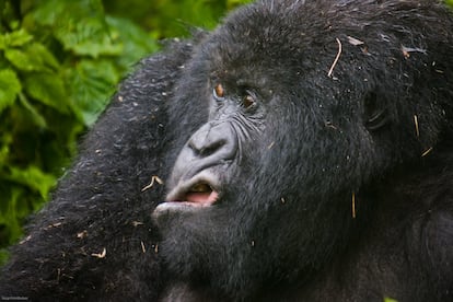 Careta. O austríaco Josef Friedhuber fez a foto de um gorila das montanhas. “Ele tinha acabado de sair de um arbusto depois da chuva”, diz o autor da imagem, que a tomou no Parque Nacional de Virunga, em Ruanda.