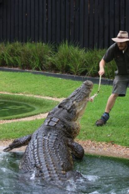'Elvis', el 'saltie' de cinco metros del zoológico Reptile Park de Sídney que atacó un cortacésped y se lo llevó a su piscina.