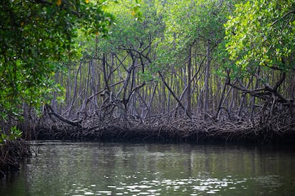 El manglar dominicano donde se realiza algunas de las pruebas de la versión de 'El conquistador' de TVE.