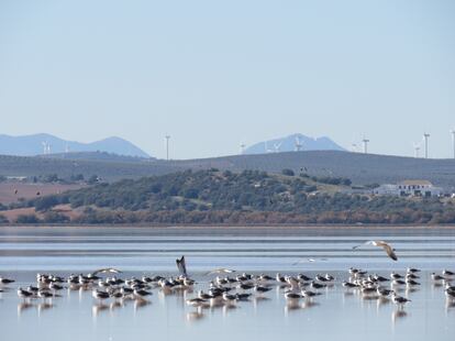 Gaviotas sombrías en la laguna de Fuente de Piedra (Málaga).