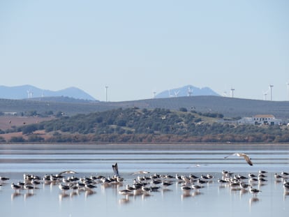 Gaviotas sombrías en la laguna de Fuente de Piedra (Málaga).