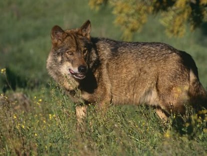 En Asturias solo la guarder&iacute;a del Principado puede cazar al lobo.