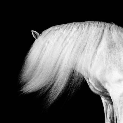 Uno de los caballos tordos de la yeguada Cartuja-Hierro del Bocado, estirpe del PRE fundada en el siglo XV por monjes cartujanos cerca de Jerez de la Frontera que depende en la actualidad de la Dirección General de Patrimonio.