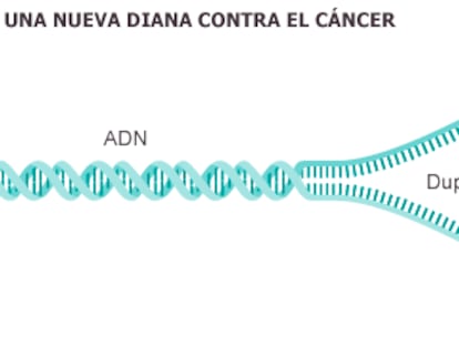 El proceso de ‘limpieza del ADN’ ofrece una diana contra el cáncer