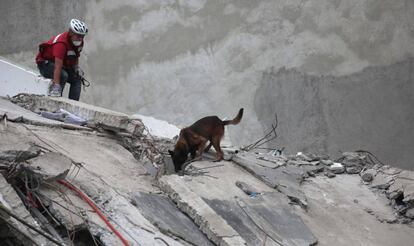 'Chichí', un pastor belga que salvó a una persona cuando ya se había abandonado la búsqueda de supervivientes en un edificio de México.