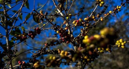 Una planta de café afectada por el hongo de la roya.