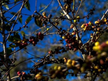 Una planta de caf&eacute; afectada por el hongo de la roya.