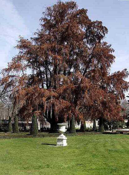 <i>Taxodium mucronatum</i> o ciprés calvo, de 1633, en el Parterre.