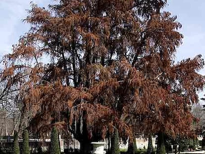<i>Taxodium mucronatum</i> o ciprés calvo, de 1633, en el Parterre.