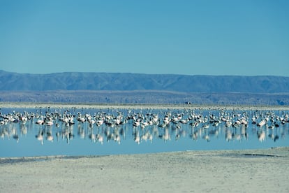 Los flamencos recién nacidos del salar de Atacama (Chile).