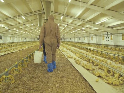 Vista de una granja avícola, en una imagen de archivo.